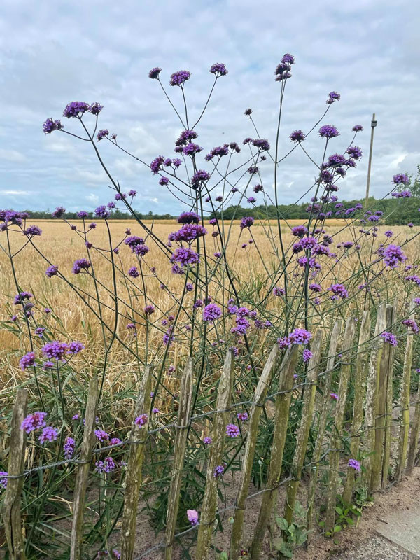 Kæmpe verbena